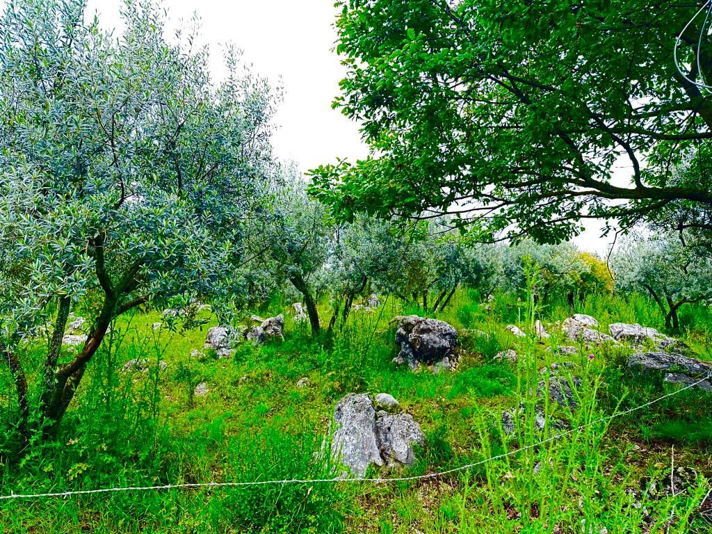 Terreno agricolo
