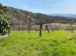 Rudere con terreno in Via Colleviso.
